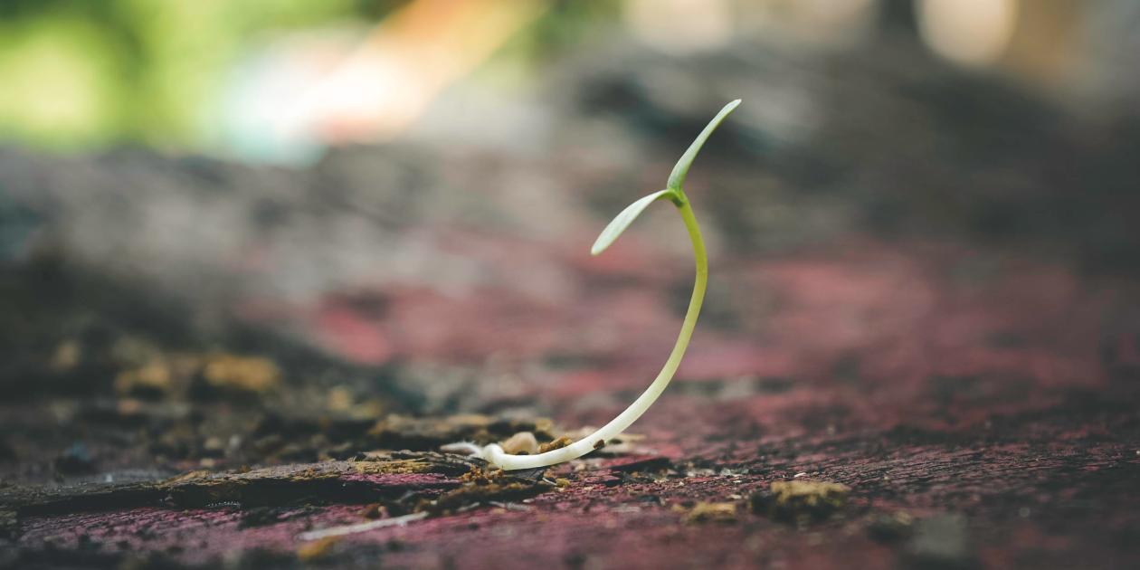 Sprouting leaf