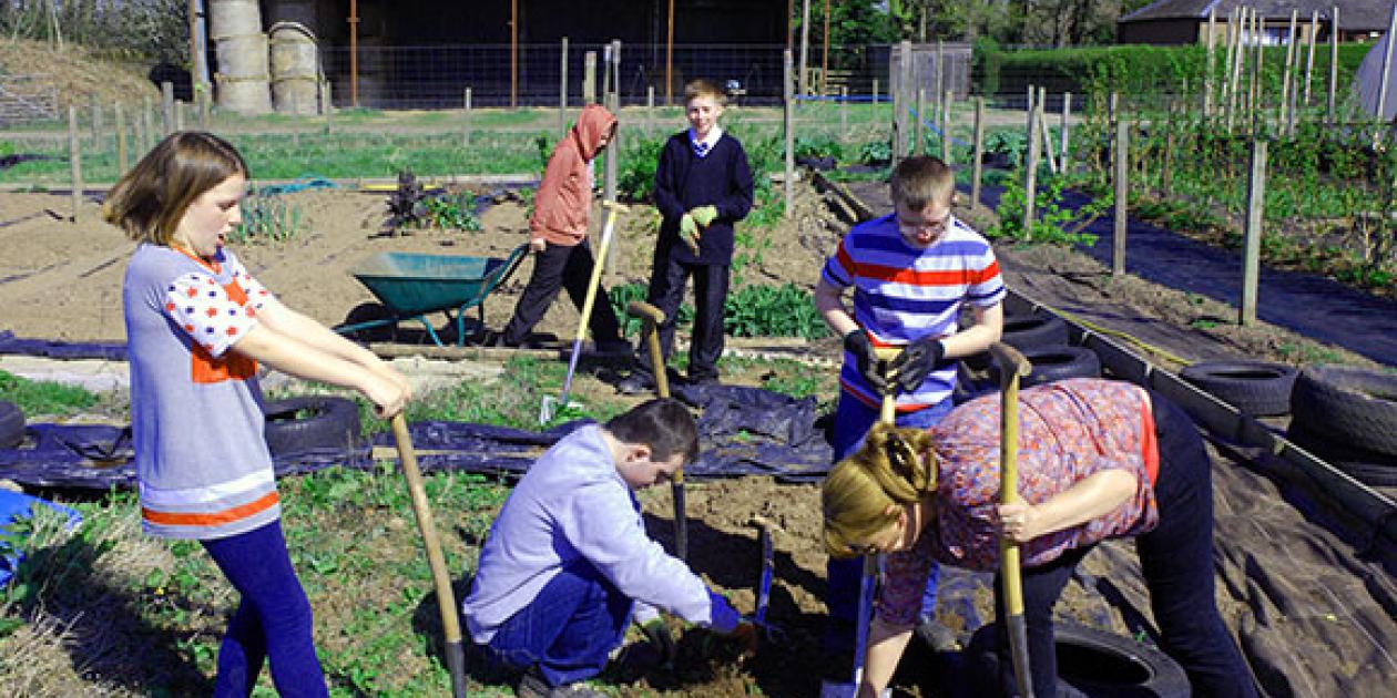 People digging in a vegetable patch
