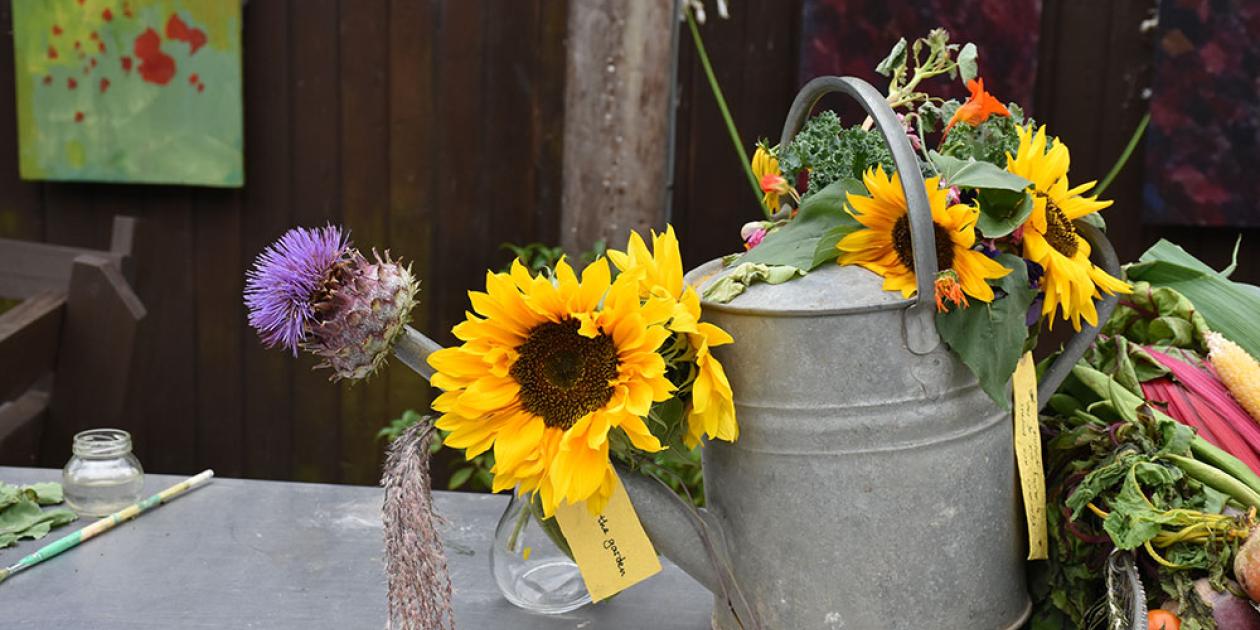 sunflower in a watering can