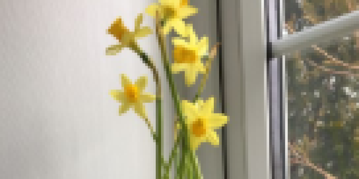 flowering bulb gift