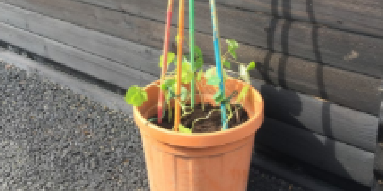 Nasturtium wigwam