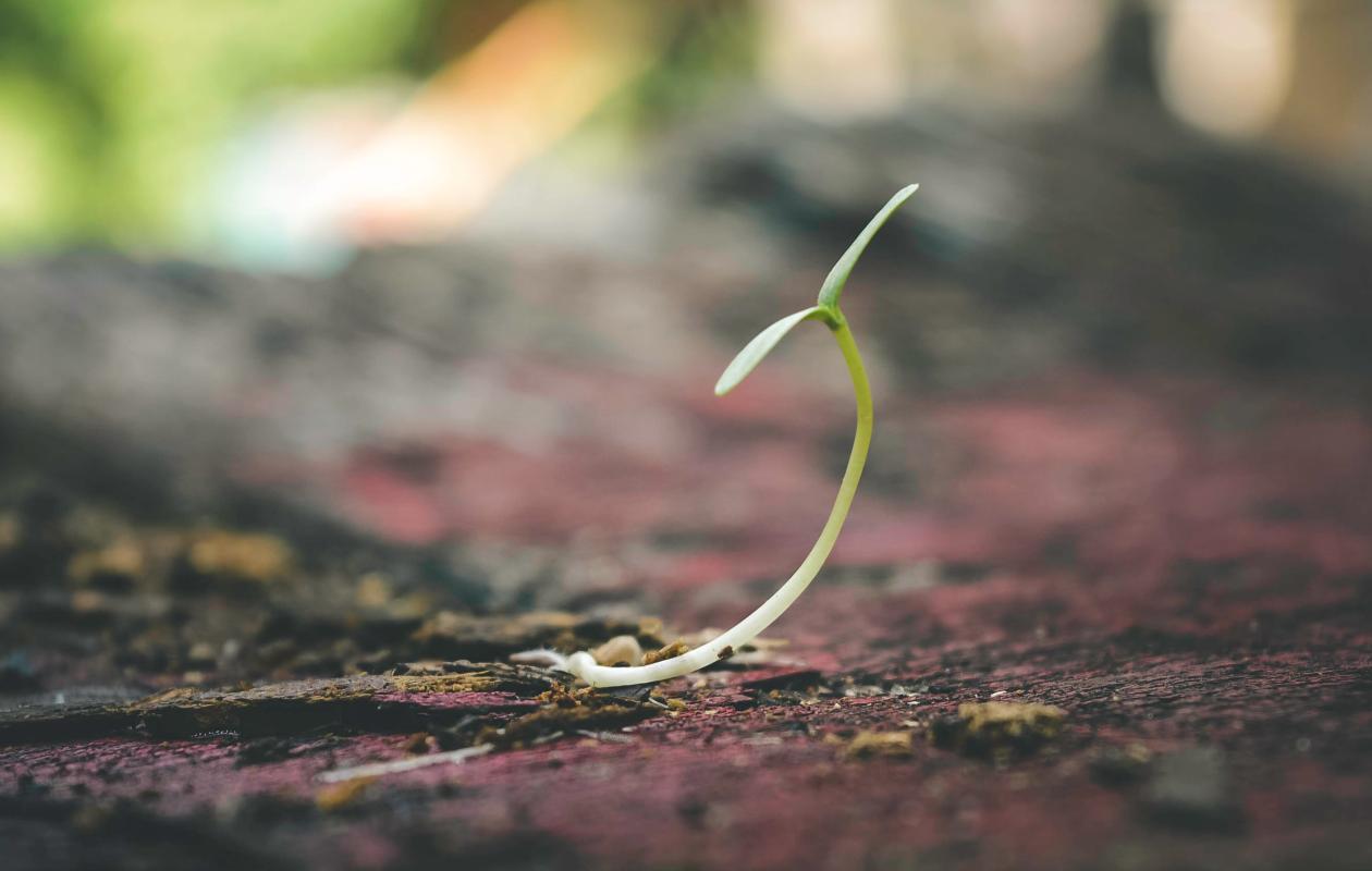 Sprouting leaf
