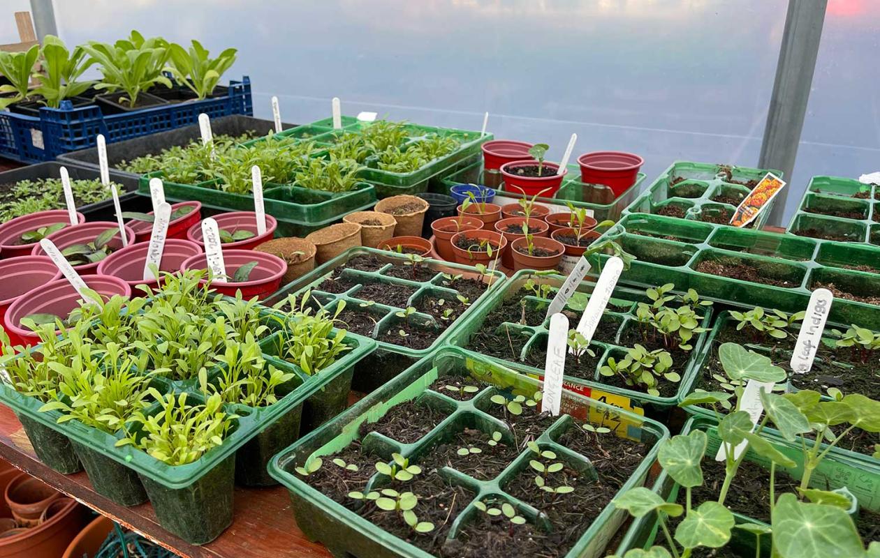 Labelled seedlings