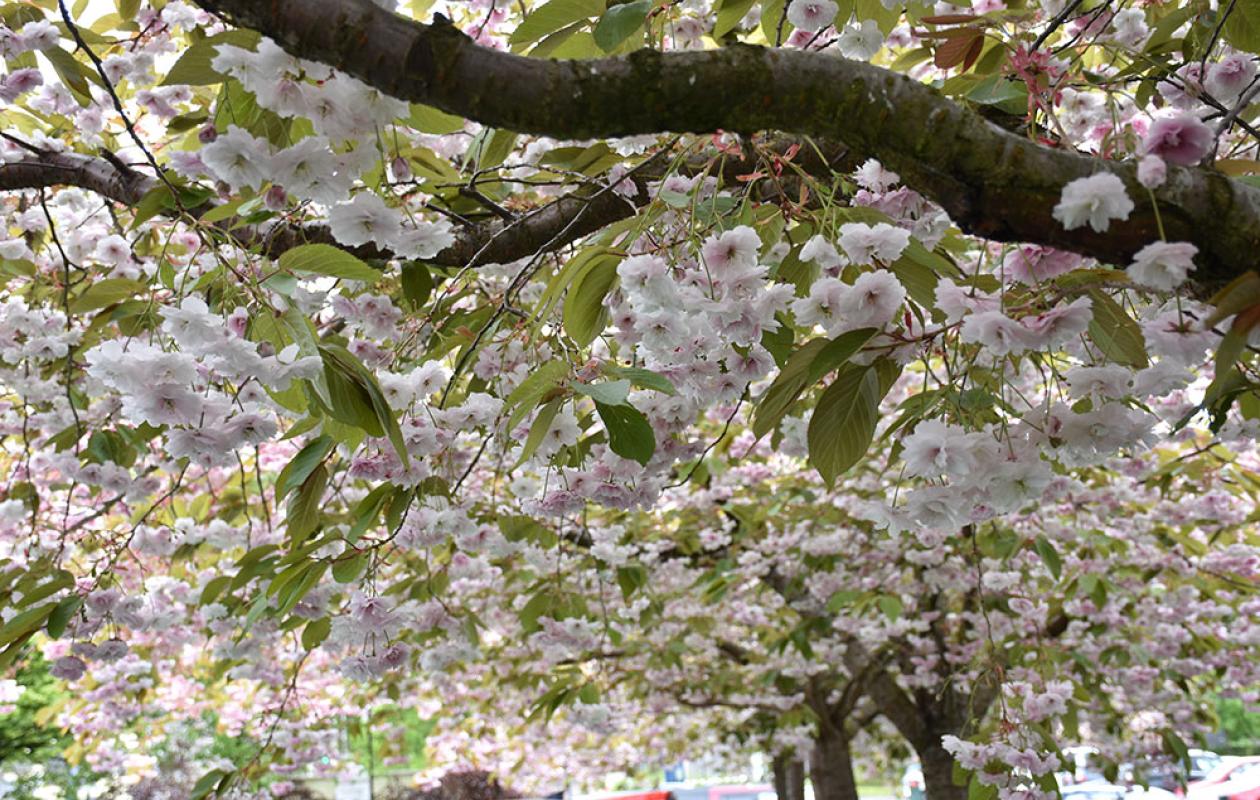 Cherry blossom in garden
