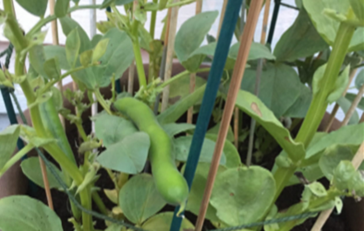 broad beans growing in a pot