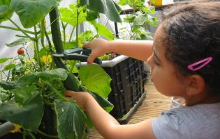 girl harvesting cucumbers