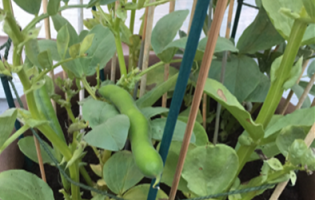 broad beans growing in a pot