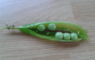 Early Peas Image