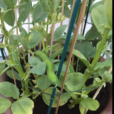 broad beans growing in a pot