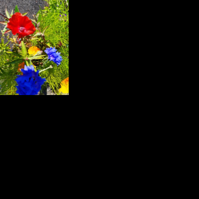 Colourful wildflower meadow
