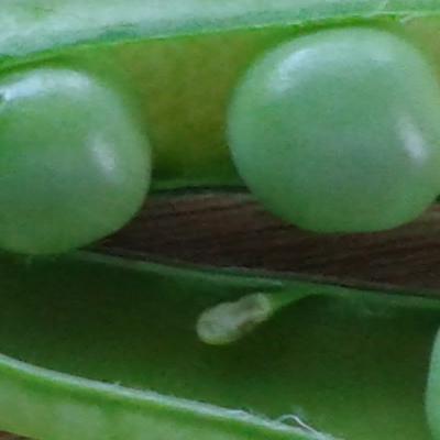 Early Peas Image