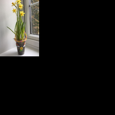 flowering bulb gift
