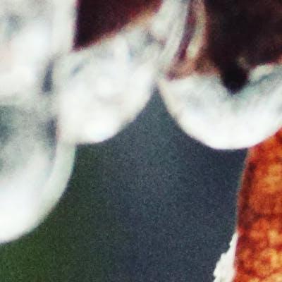frozen leaves on branch