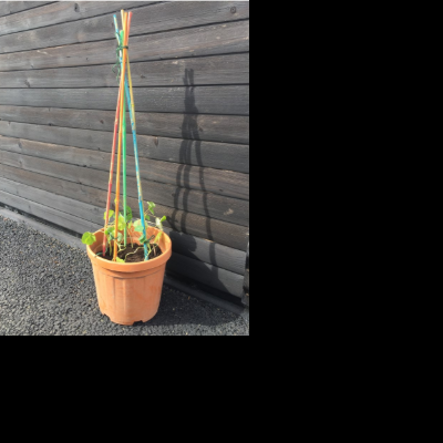 Nasturtium wigwam