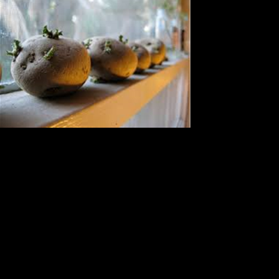 Potatoes on a window sill