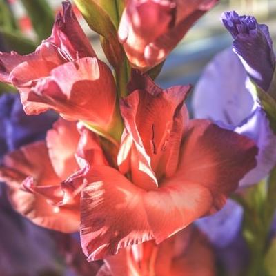 summer flowering favourites gladioli image